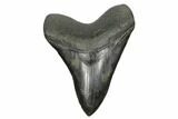 Fossil Megalodon Tooth - South Carolina #178794-1